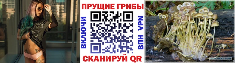 Галлюциногенные грибы мицелий  Вышний Волочёк 